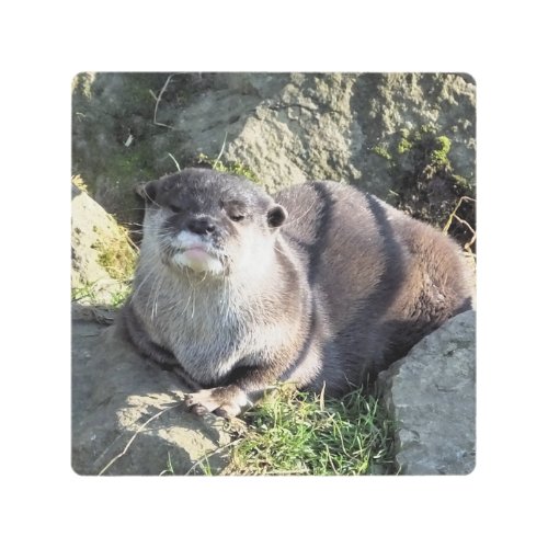 CUTE LITTLE OTTER METAL PRINT