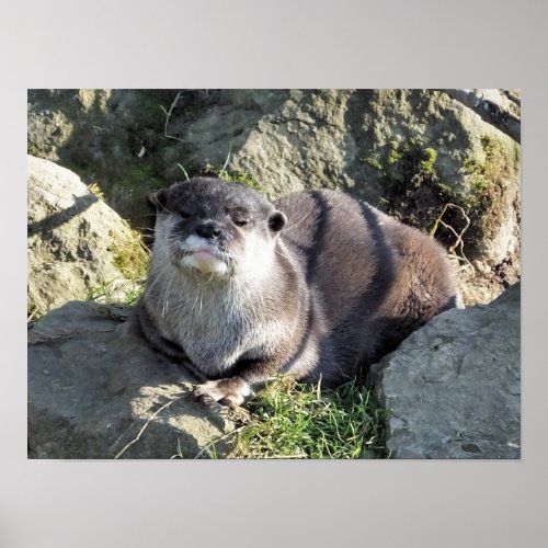 CUTE LITTLE OTTER POSTER