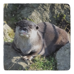 CUTE LITTLE OTTER TRIVET