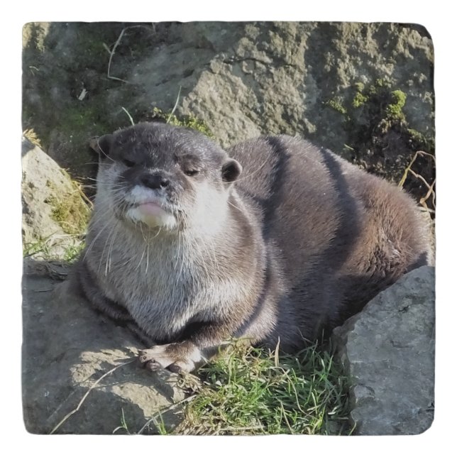 CUTE LITTLE OTTER TRIVET (Front)