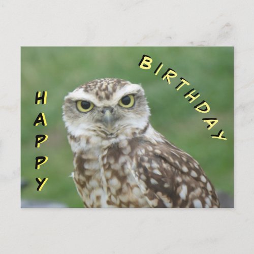Cute little Owl Happy Birthday Postcard