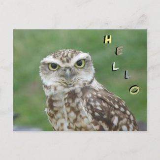 Cute little Owl HELLO Postcard
