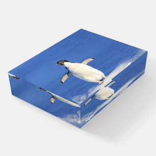 Cute Little Penguin Standing on the Ice Paperweight