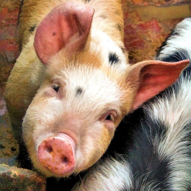 CUTE LITTLE PIG greetings card (Creator Uploaded)