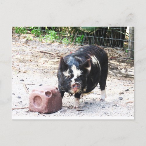 Cute Little Piggy _ Farm Life Postcard