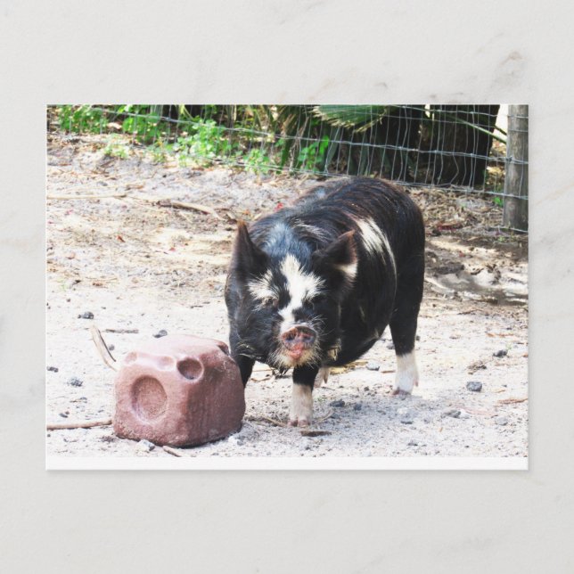 Cute Little Piggy - Farm Life Postcard (Front)