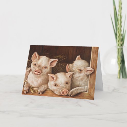 Cute little piglets in a barn at the farm card