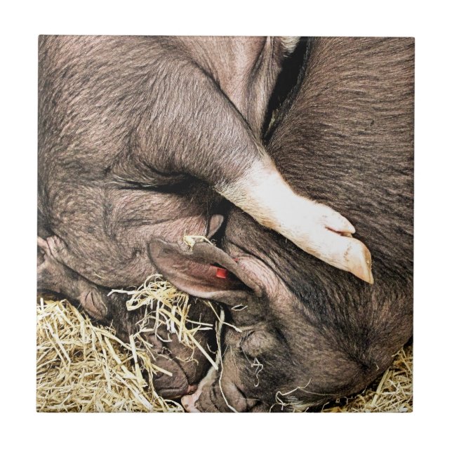 CUTE LITTLE PIGS CERAMIC TILE (Front)