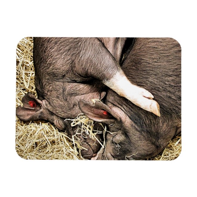 CUTE LITTLE PIGS MAGNET (Horizontal)