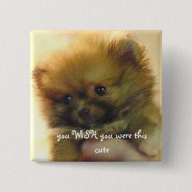 cute little pomeranian pinback button (Front)