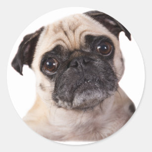 cute little pug dog classic round sticker