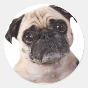 cute little pug dog classic round sticker