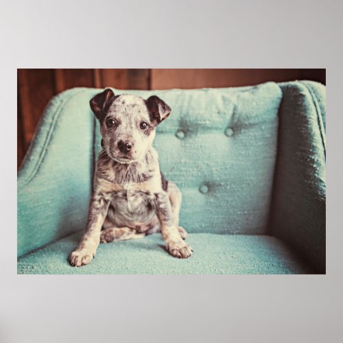 Cute Little Puppy On Teal Chair Poster