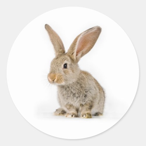 Cute little rabbit classic round sticker