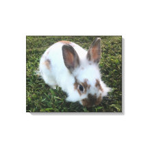 Cute Little Rabbit in the Grass Canvas Print