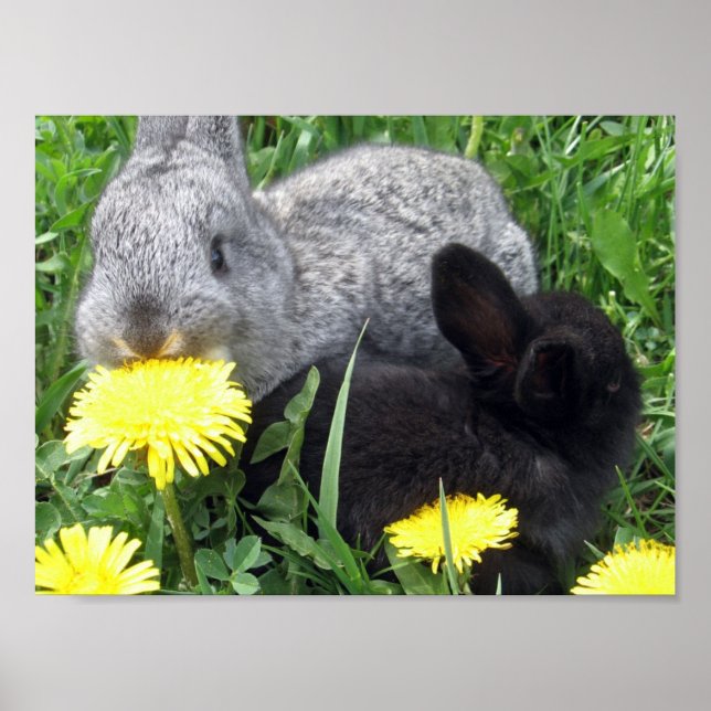 CUTE LITTLE RABBITS BUNNIES DANDELION GRASS NATURE POSTER (Front)