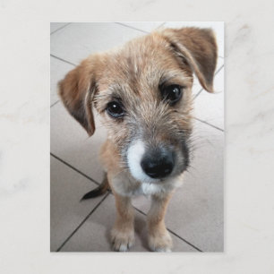 Cute Little Sad Dog Postcard