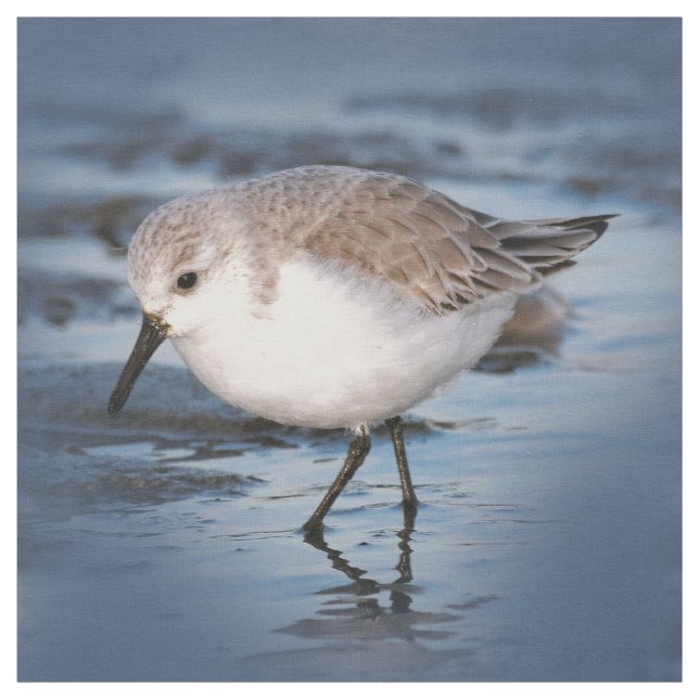 Cute Little Sanderling at the Beach Fabric (Swatch)