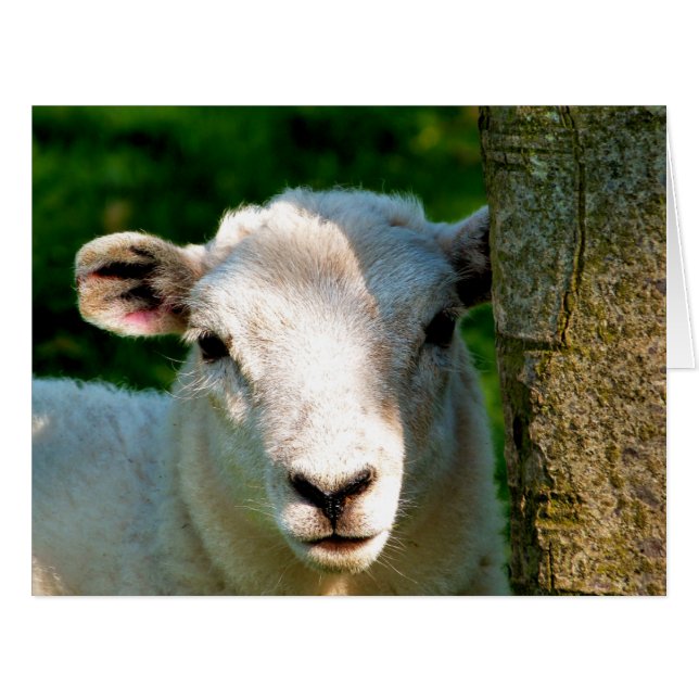 CUTE LITTLE SHEEP card (Front Horizontal)