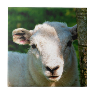 CUTE LITTLE SHEEP CERAMIC TILE