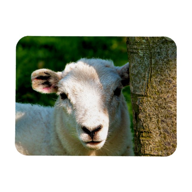 CUTE LITTLE SHEEP MAGNET (Horizontal)