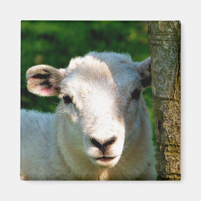 CUTE LITTLE SHEEP MAGNET (Front)