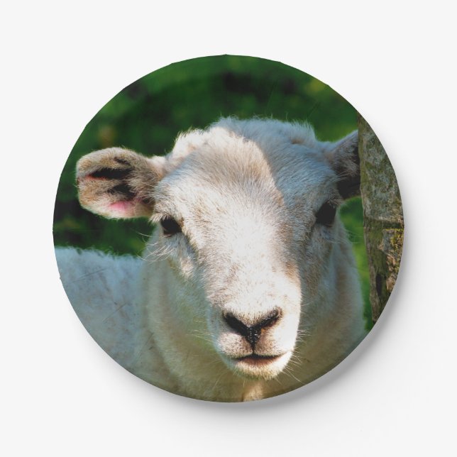 CUTE LITTLE SHEEP PAPER PLATES (Front)