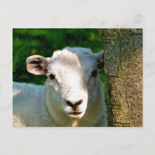 CUTE LITTLE SHEEP POSTCARD