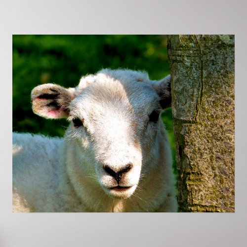 CUTE LITTLE SHEEP POSTER