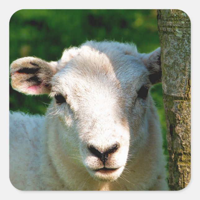 CUTE LITTLE SHEEP SQUARE STICKER (Front)