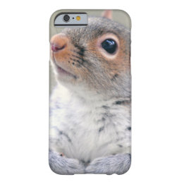 Cute Little Soft and Fluffy Gray Squirrel Barely There iPhone 6 Case