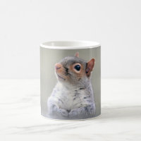Cute Little Soft and Fluffy Gray Squirrel