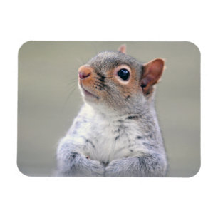 Cute Little Soft and Fluffy Gray Squirrel Magnet