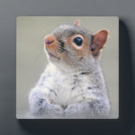 Cute Little Soft and Fluffy Gray Squirrel Plaque<br><div class="desc">A precious and adorable photograph of a grey squirrel. Perched up and sitting pretty with his little paws clasped together. Looks like he is waiting for a treat. This big eyed squirrel has dark brown eyes and gray fur with reddish accents around his face and ears. He has a cute...</div>