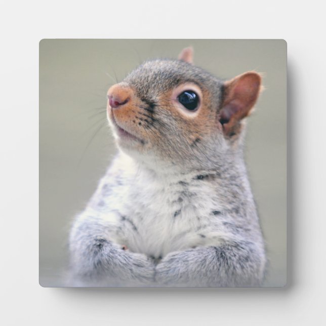 Cute Little Soft and Fluffy Gray Squirrel Plaque (Front)