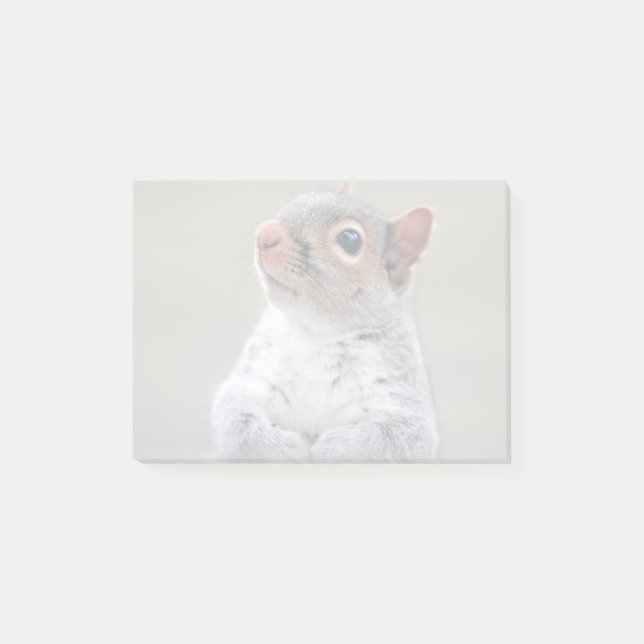Cute Little Soft and Fluffy Gray Squirrel Post-it Notes (Front)