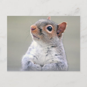 Cute Little Soft and Fluffy Gray Squirrel Postcard