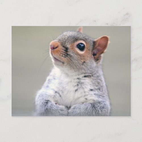 Cute Little Soft and Fluffy Gray Squirrel Postcard