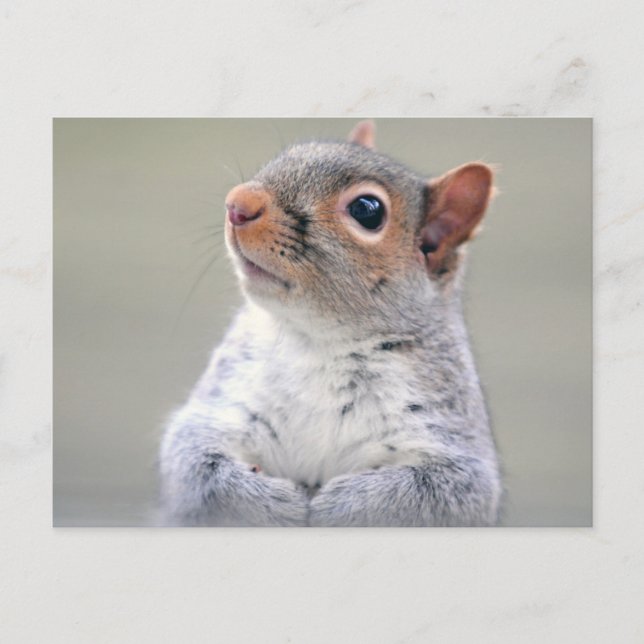 Cute Little Soft and Fluffy Gray Squirrel Postcard (Front)