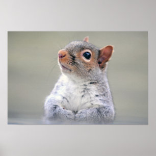 Cute Little Soft and Fluffy Gray Squirrel Poster