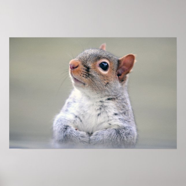 Cute Little Soft and Fluffy Gray Squirrel Poster (Front)