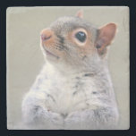 Cute Little Soft and Fluffy Gray Squirrel Stone Coaster<br><div class="desc">A precious and adorable photograph of a grey squirrel. Perched up and sitting pretty with his little paws clasped together. Looks like he is waiting for a treat. This big eyed squirrel has dark brown eyes and gray fur with reddish accents around his face and ears. He has a cute...</div>