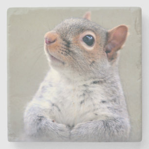 Cute Little Soft and Fluffy Gray Squirrel Stone Coaster