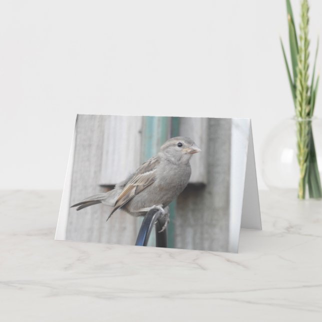 Cute little Sparrow Perched on a Bird Feeder Card (Front)