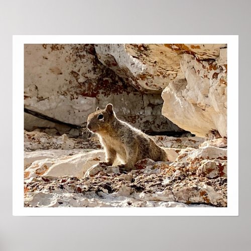Cute Little Squirrel at Grand Canyon North Rim Poster