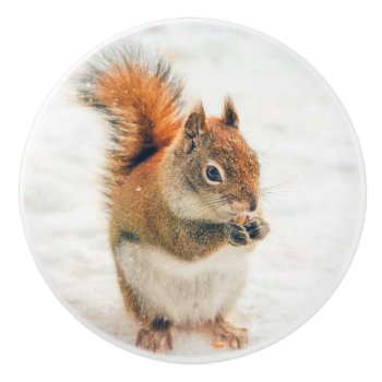 Cute Little Squirrel Eating Nuts Ceramic Knob by Vanillaextinctions at Zazzle