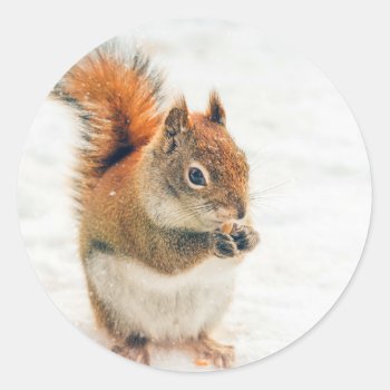 Cute Little Squirrel Eating Nuts Classic Round Sticker by Vanillaextinctions at Zazzle