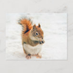 Cute Little Squirrel Eating Nuts Postcard at Zazzle