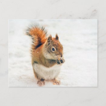 Cute Little Squirrel Eating Nuts Postcard by Vanillaextinctions at Zazzle
