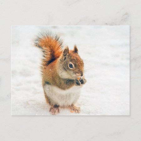 Cute Little Squirrel Eating Nuts Postcard